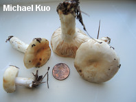 Russula crassotunicata