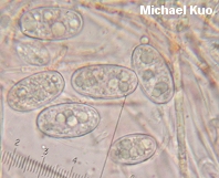 Sarcoscypha occidentalis