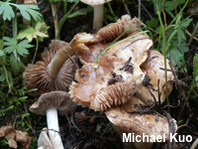 Stropharia cyanea