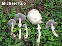 Stropharia melanosperma