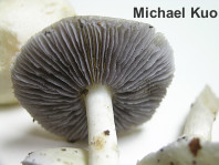 Stropharia melanosperma