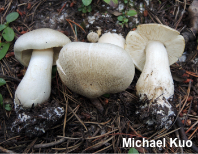 Tricholoma smithii