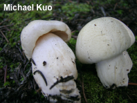 Tricholoma smithii