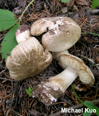 Tricholoma smithii