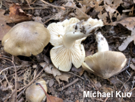 Tricholoma subaureum