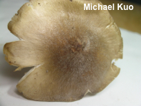 Tricholoma subaureum