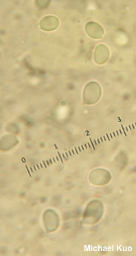 Tricholoma subaureum