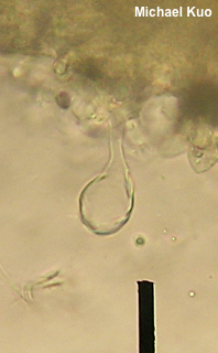 Tricholoma subaureum