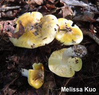 Tricholoma subluteum