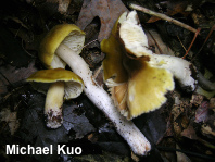 Tricholoma subluteum