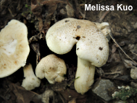 Tricholoma venenatum