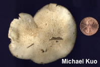 Tricholoma venenatum