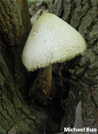 Volvariella bombycina