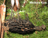 Xylaria magnoliae