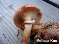 Armillaria ostoyae