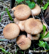 Armillaria solidipes