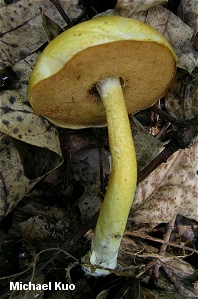 Boletus curtisii