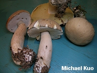 Boletus variipes