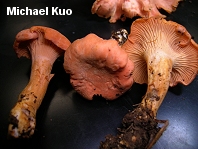 Cantharellus persicinus