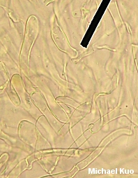 Cantharellus persicinus