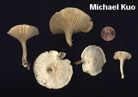 Clitocybe hygrophoroides