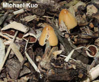 Conocybe hornana