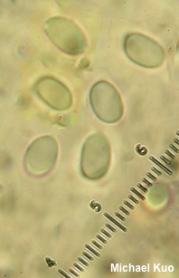 Floccularia luteovirens