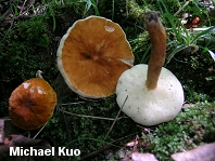 Gyroporus castaneus