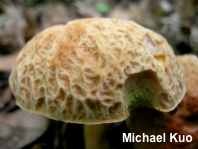 Hemileccinum hortonii