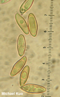 Hemileccinum subglabripes