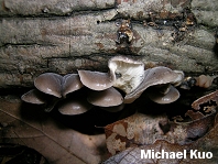 Hohenbuehelia atrocaerulea var. grisea