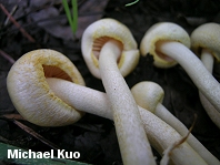 Hygrophorus chrysodon