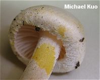 Hygrophorus chrysodon