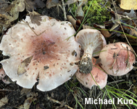 Hygrophorus russula