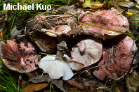 Hygrophorus russula