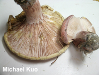 Hygrophorus russula