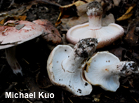 Hygrophorus russula