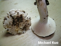 Hygrophorus sordidus