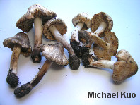 Inocybe fraudans