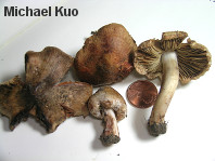 Inocybe fraudans