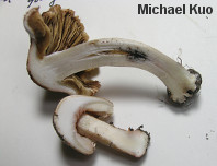 Inocybe fraudans