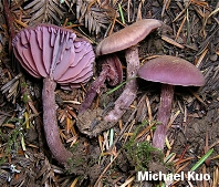 Laccaria amethysteo-occidentalis