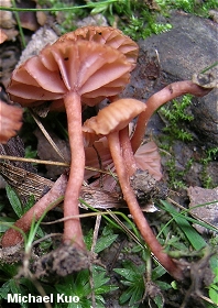 Laccaria ohiensis