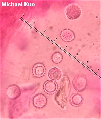 Laccaria pumila