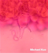 Laccaria pumila