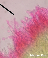 Laccaria trichodermophora