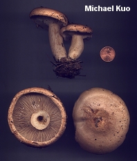 Lactarius affinis var. viridilactis