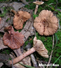 Lactarius areolatus