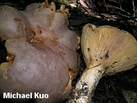 Lactarius argillaceifolius var. megacarpus