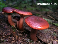 Lactarius badiosanguineus